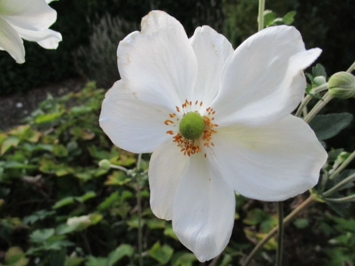 Weiße Blüte im Garten